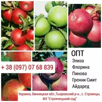 Продам яблоки оптом от производителя. Сорт: Элиза, Флорина, Пинова, Гренни Смит, Айдаред